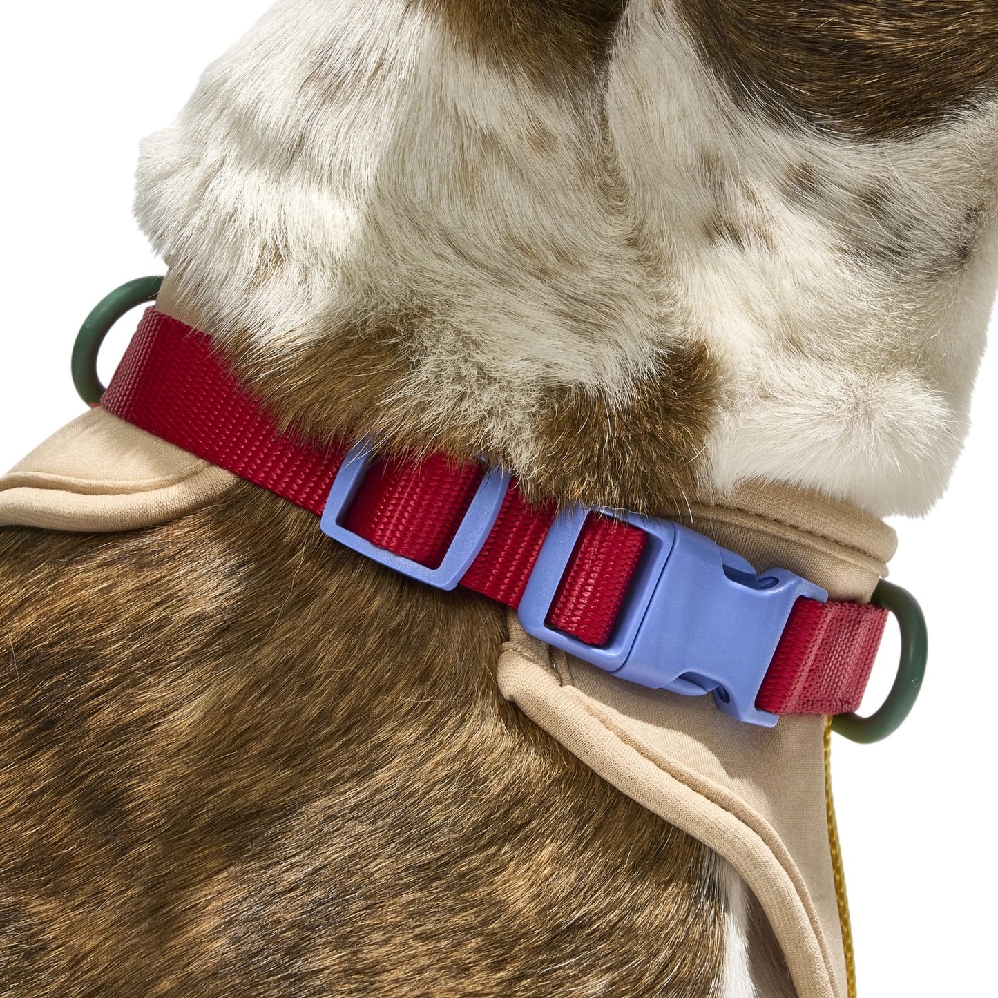 Body Fit Dog Harness – Tan / Colourblock