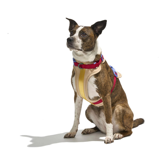 Body Fit Dog Harness – Tan / Colourblock