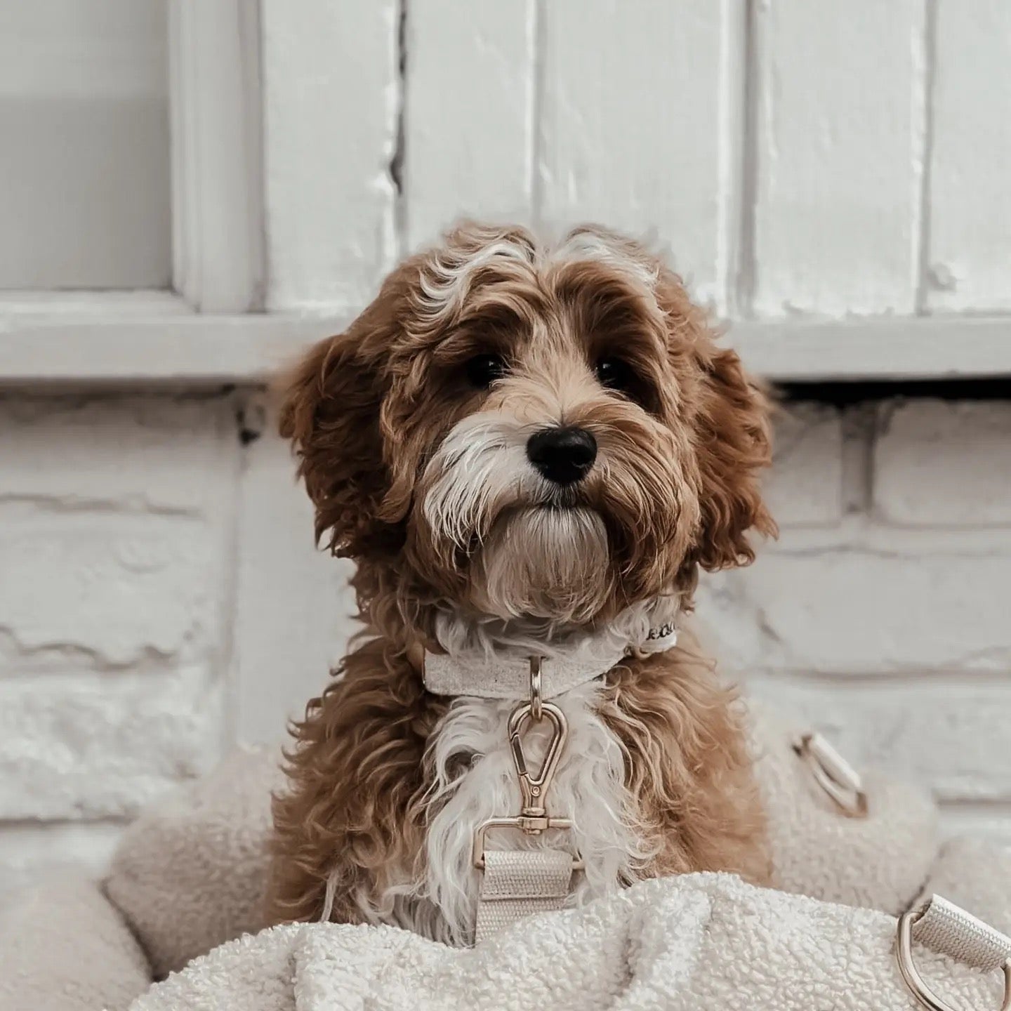 The Nest Boucle Collar - Marshmallow