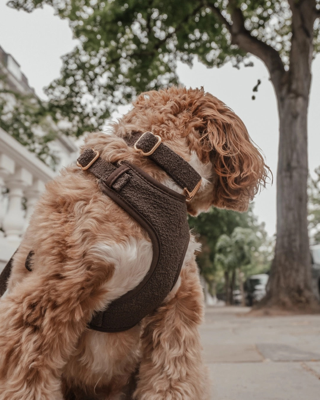 The Nest Boucle Collar - Chocolate