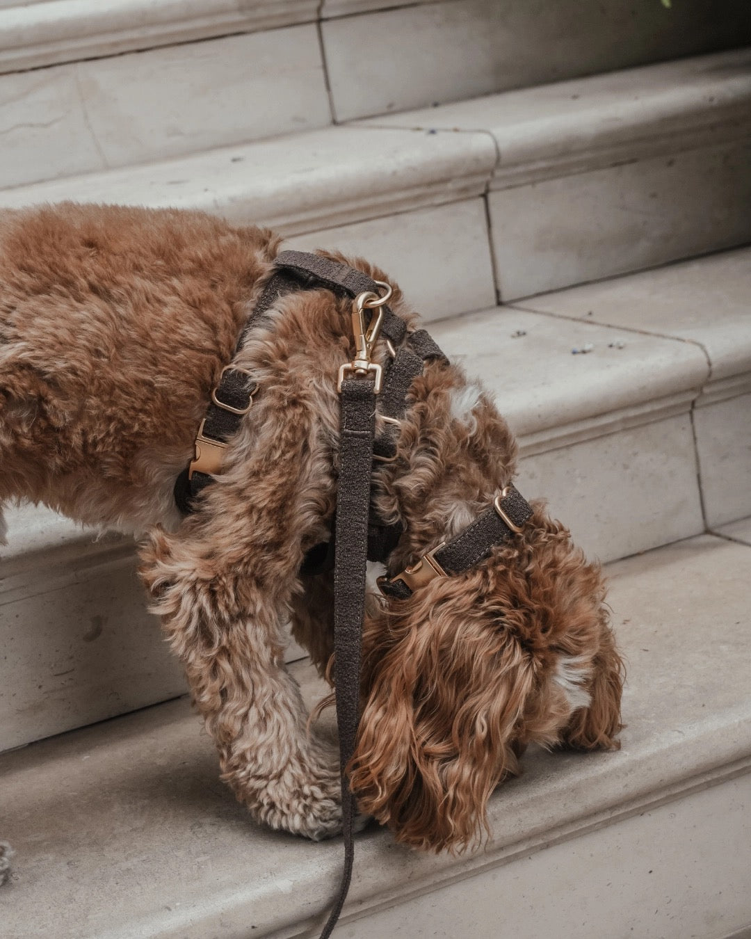 The Nest Boucle Collar - Chocolate