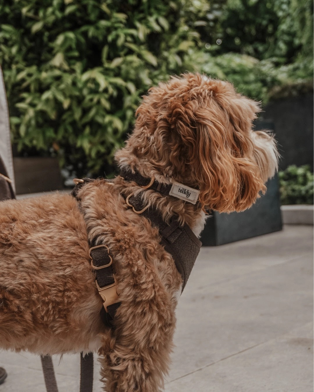 The Nest Boucle Collar - Chocolate